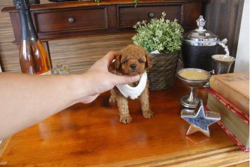 成約済の埼玉県のトイプードル-33625の5枚目