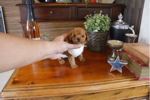 成約済の埼玉県のトイプードル-33626の4枚目