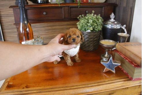 成約済の埼玉県のトイプードル-33626の5枚目