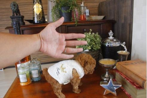 成約済の埼玉県のトイプードル-33626の1枚目