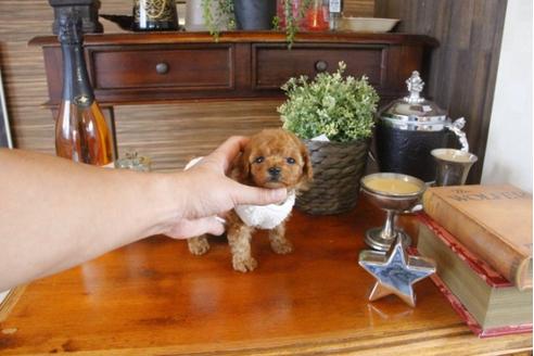 成約済の埼玉県のトイプードル-33626の2枚目