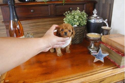 成約済の埼玉県のトイプードル-33626の3枚目