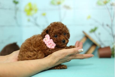成約済の大分県のトイプードル-33633の4枚目