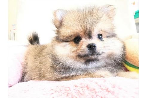 成約済の大阪府のポメラニアン-33639の5枚目