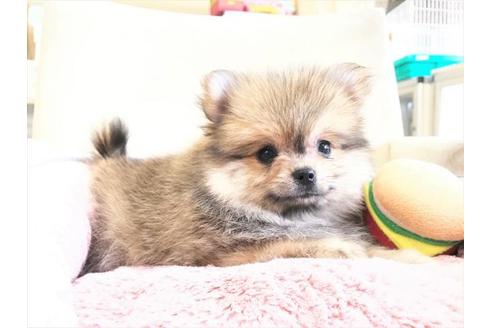 成約済の大阪府のポメラニアン-33639の1枚目