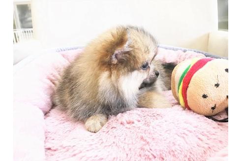 成約済の大阪府のポメラニアン-33639の2枚目