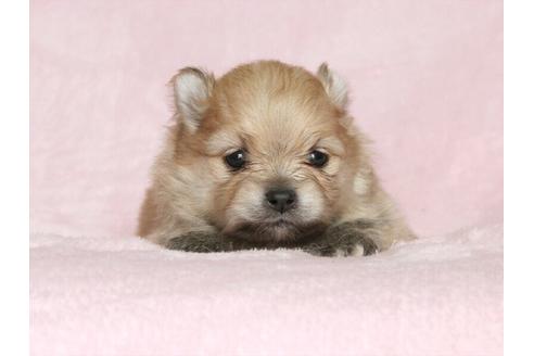 成約済の大阪府のポメラニアン-33642の1枚目