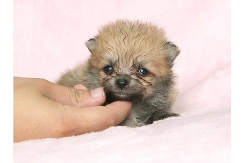 成約済の大阪府のポメラニアン-33644の2枚目