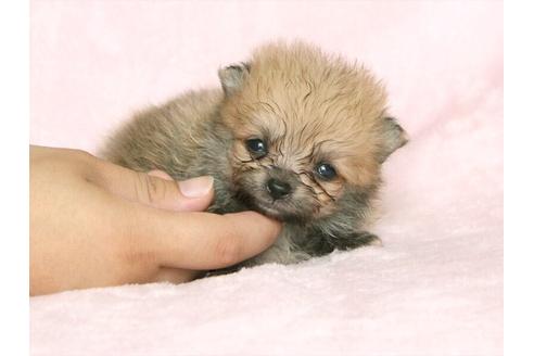 成約済の大阪府のポメラニアン-33644の1枚目