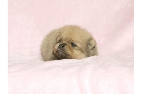 成約済の大阪府のポメラニアン-33648の2枚目
