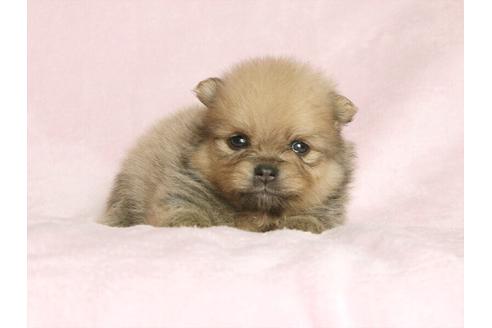 成約済の大阪府のポメラニアン-33648の1枚目