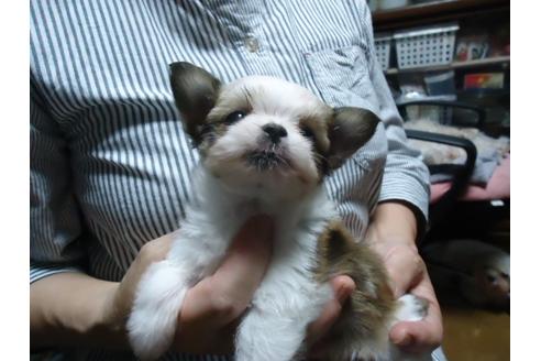 成約済の栃木県のミックス犬-33666の4枚目
