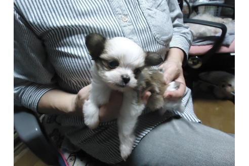 成約済の栃木県のミックス犬-33666の2枚目