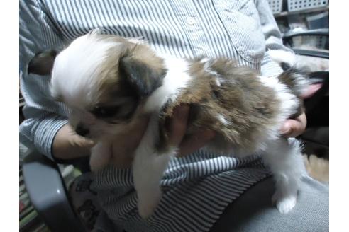 成約済の栃木県のミックス犬-33666の3枚目