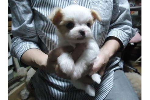成約済の栃木県のミックス犬-33667の5枚目