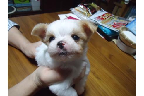 成約済の栃木県のミックス犬-33667の2枚目