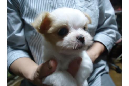 成約済の栃木県のミックス犬-33667の3枚目