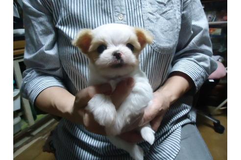 成約済の栃木県のミックス犬-33667の4枚目