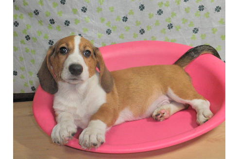 成約済の神奈川県のミックス犬-31060の4枚目