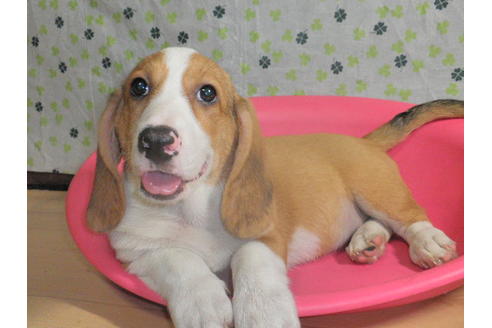 成約済の神奈川県のミックス犬-31059の3枚目
