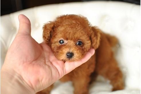 成約済の茨城県のトイプードル-33732の1枚目