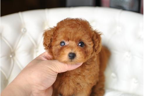成約済の茨城県のトイプードル-33732の3枚目