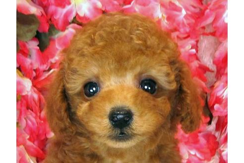 成約済の茨城県のトイプードル-33739の3枚目