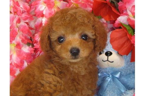 成約済の茨城県のトイプードル-33739の5枚目