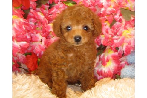 成約済の茨城県のトイプードル-33739の1枚目