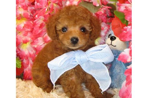 成約済の茨城県のトイプードル-33739の2枚目