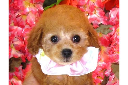 成約済の茨城県のトイプードル-33740の1枚目