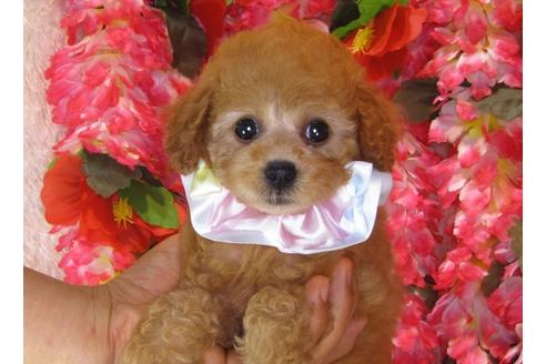 成約済の茨城県のトイプードル-33740の2枚目