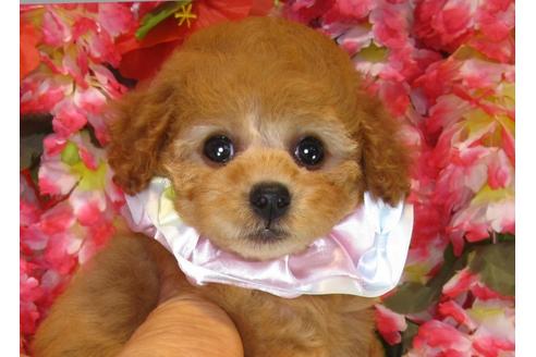 成約済の茨城県のトイプードル-33740の3枚目