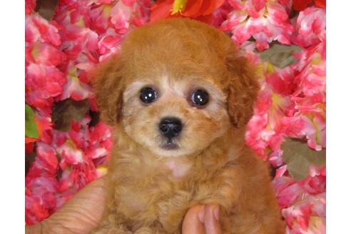 成約済の茨城県のトイプードル-33740の4枚目