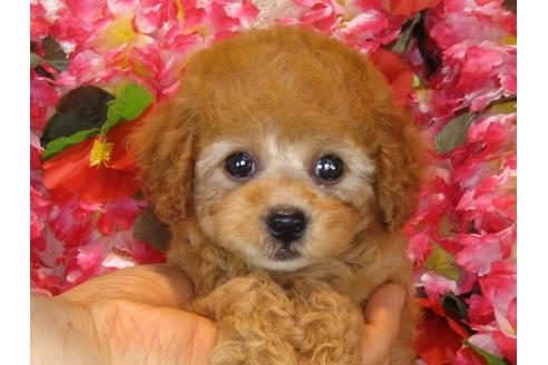 成約済の茨城県のトイプードル-33740の5枚目