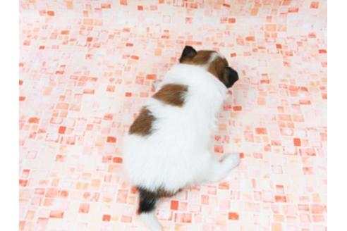 成約済の千葉県のパピヨン-33749の4枚目