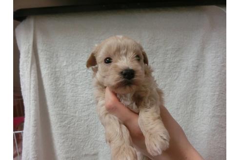 成約済の福岡県のミックス犬-33763の2枚目