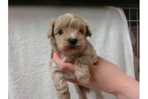 成約済の福岡県のミックス犬-33764の2枚目