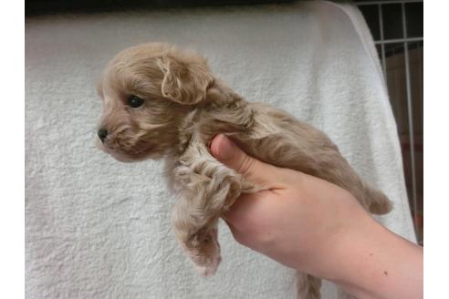 成約済の福岡県のミックス犬-33764の3枚目