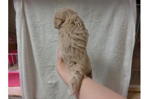 成約済の福岡県のミックス犬-33764の4枚目