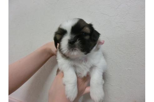 成約済の福岡県のシーズー-33765の5枚目