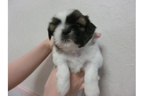 成約済の福岡県のシーズー-33765の1枚目