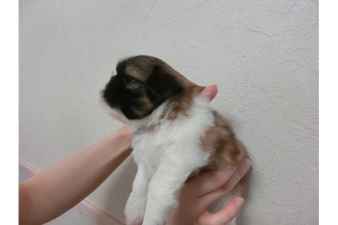 成約済の福岡県のシーズー-33765の2枚目