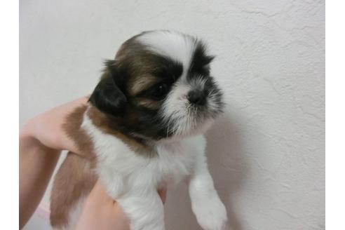 成約済の福岡県のシーズー-33765の3枚目