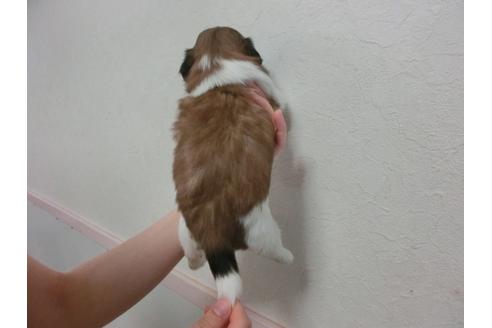 成約済の福岡県のシーズー-33765の4枚目