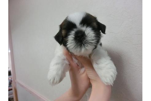 成約済の福岡県のシーズー-33766の2枚目