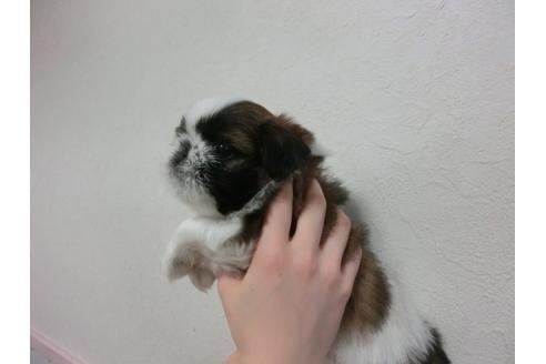 成約済の福岡県のシーズー-33766の3枚目