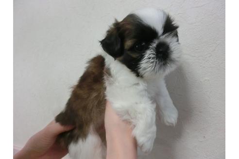 成約済の福岡県のシーズー-33766の4枚目