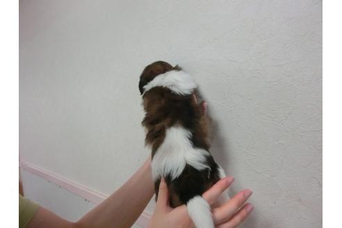 成約済の福岡県のシーズー-33766の5枚目