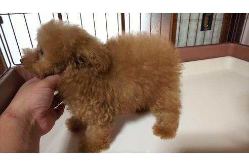 成約済の香川県のタイニープードル-32162の3枚目